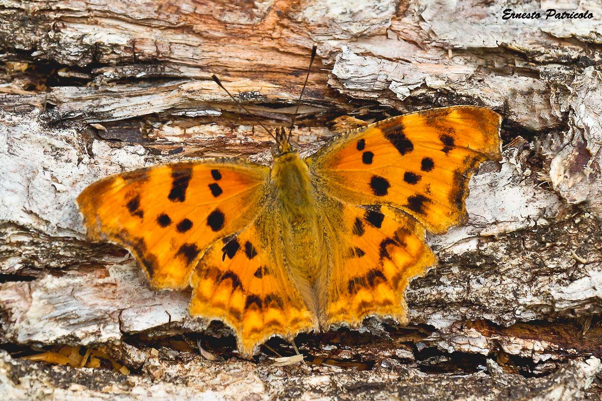 Polygonia c-album   (Nymphalidae)